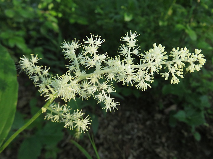 Maianthemum racemosum ssp. racemosum