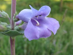 Penstemon grandiflorus