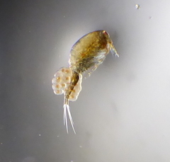 Acanthocyclops