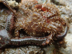 Hapalogaster mertensii