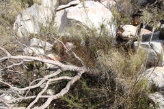 Osteospermum ciliatum