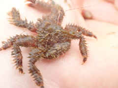 Hapalogaster mertensii