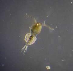 Acanthocyclops