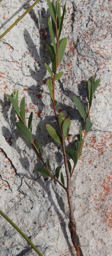 coastal wattle (Acacia cyclops)