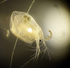Simocephalus