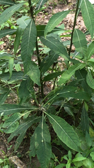 Verbesina alternifolia