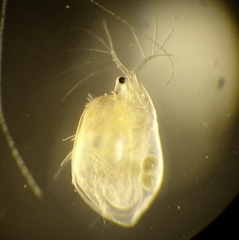 Simocephalus