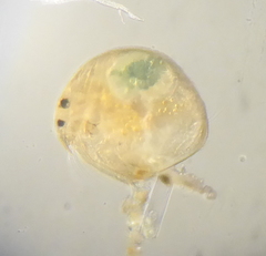 Chydorus