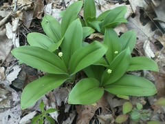 Clintonia umbellulata