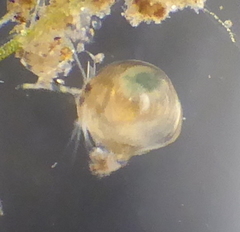 Chydorus