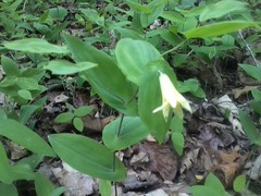 Uvularia perfoliata