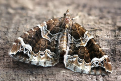 Ecliptopera silaceata