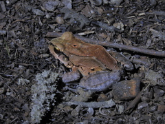 Leptodactylus pentadactylus