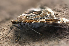 Ecliptopera silaceata