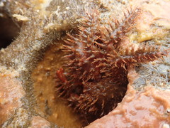 Hapalogaster mertensii