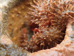 Hapalogaster mertensii