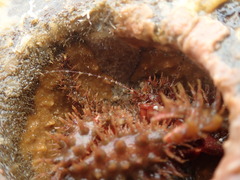 Hapalogaster mertensii