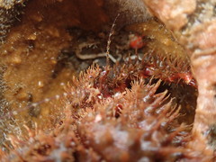 Hapalogaster mertensii