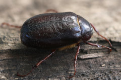 Phyllophaga anxia