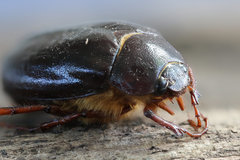 Phyllophaga anxia