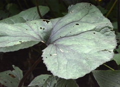 Ligularia dentata