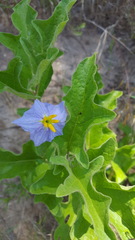 Solanum dimidiatum