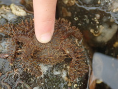 Hapalogaster mertensii