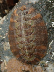 Mopalia spectabilis
