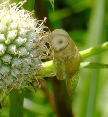 Chlorotabanus crepuscularis