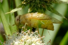 Chlorotabanus crepuscularis