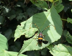 Trachyderes elegans