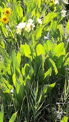 Wyethia amplexicaulis