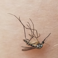 Ochlerotatus