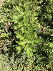 Artemisia vulgaris