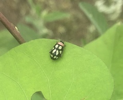 Omophoita simulans