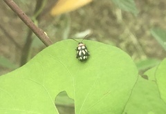Omophoita simulans