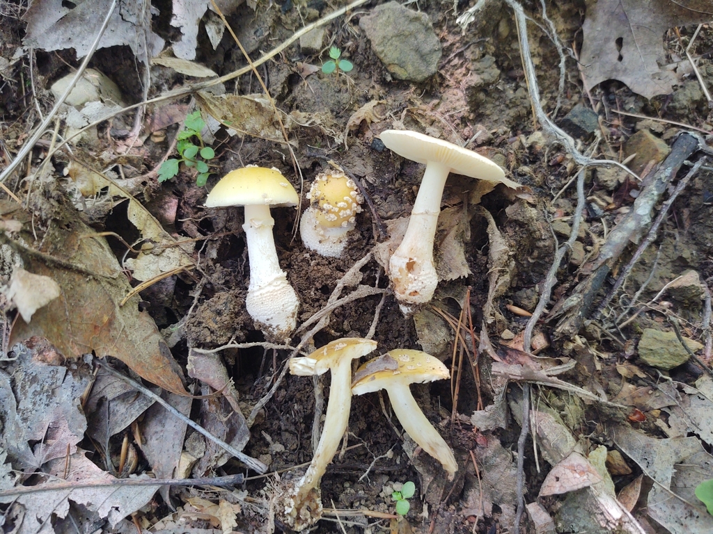 Amanita sp. 'GA01'