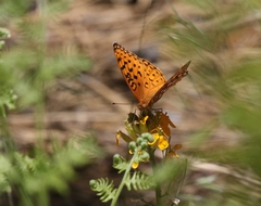 Speyeria coronis semiramis