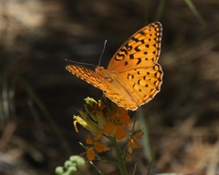 Speyeria coronis semiramis