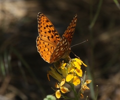 Speyeria coronis semiramis