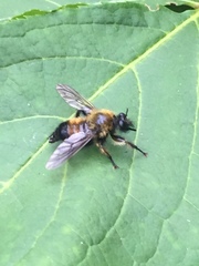 Laphria sacrator