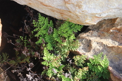 Cheilanthes multifida multifida