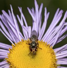 Thecophora modesta