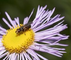 Thecophora modesta