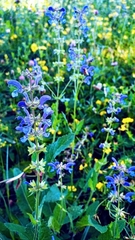Salvia pratensis