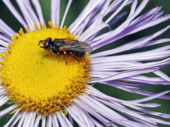 Thecophora modesta