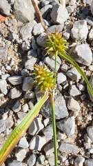 Carex lepidocarpa