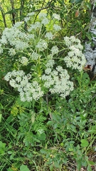 Pleurospermum austriacum