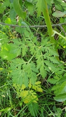 Pleurospermum austriacum