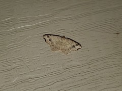Macaria aemulataria